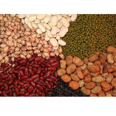 金弟农副产品 打造绿色健康食品新标杆