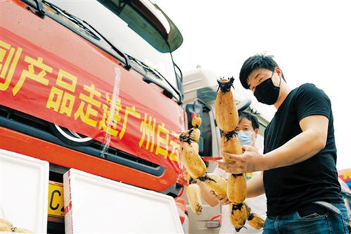 鄂产新鲜果蔬驰援南方市场 近200吨农副产品运抵广州